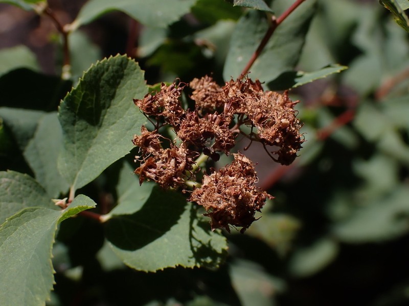 Spiraea splendens var. splendens photo 3