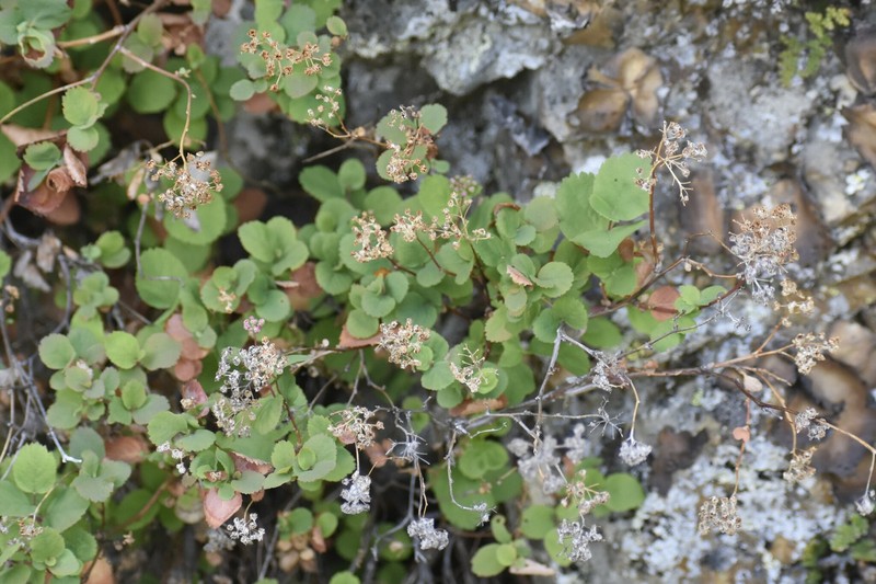 Spiraea splendens var. splendens photo 4