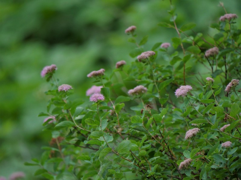 Spiraea splendens var. splendens photo 5