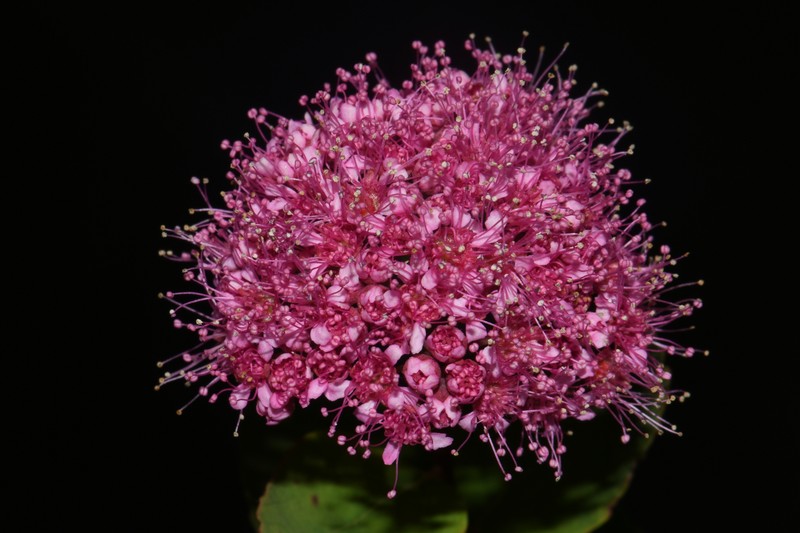 Spiraea splendens var. splendens photo 7