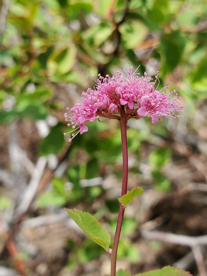 Spiraea splendens var. splendens photo 8