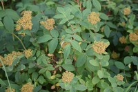 Beauverd Spirea