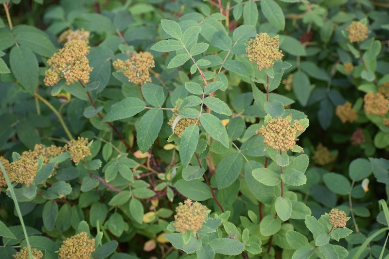 Beauverd Spirea