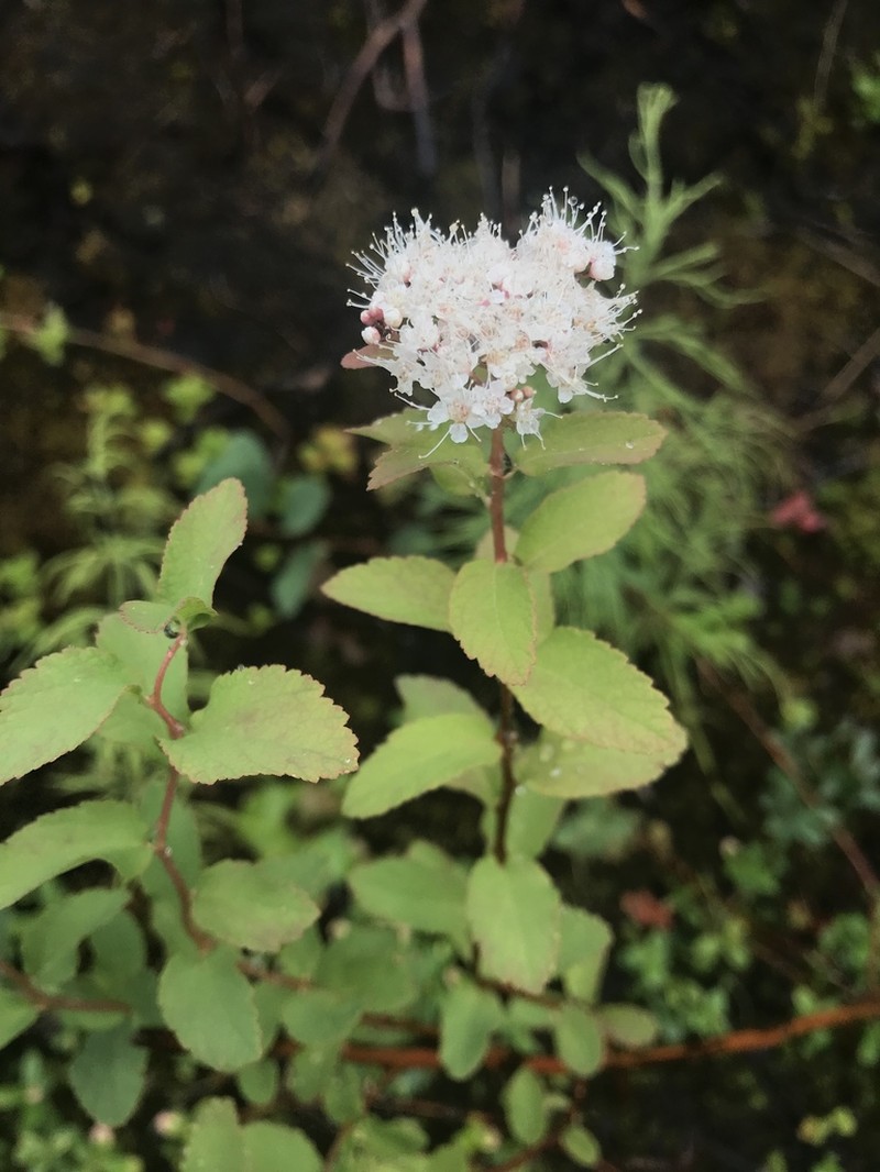Beauverd Spirea photo 2