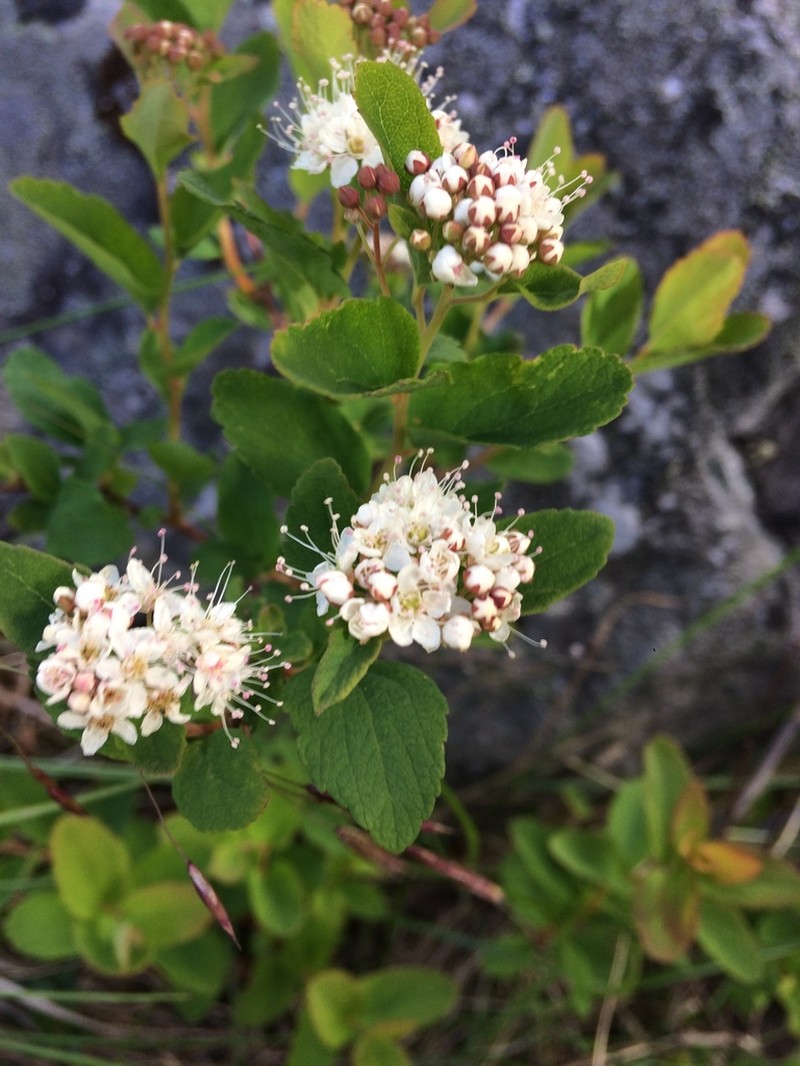 Beauverd Spirea photo 3