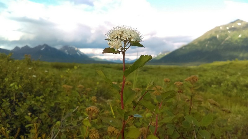 Beauverd Spirea photo 4