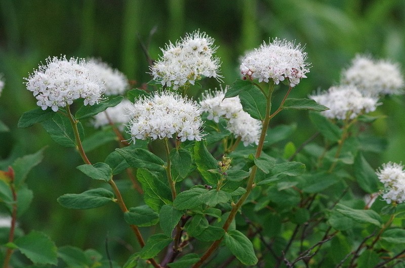 Beauverd Spirea photo 5