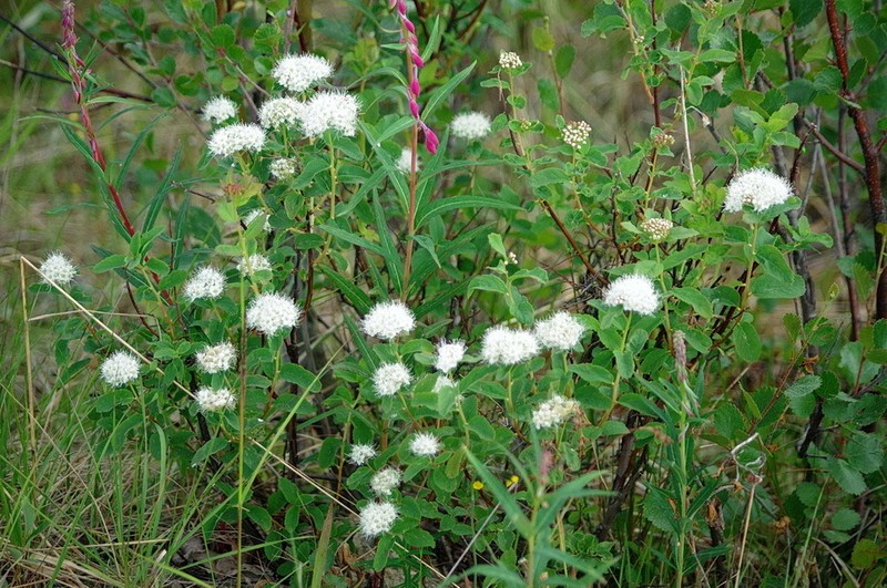 Beauverd Spirea photo 6