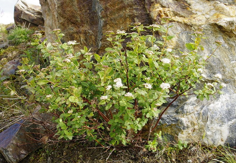 Beauverd Spirea photo 7