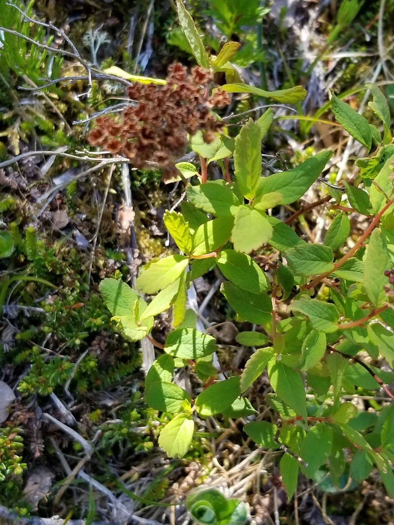 Beauverd Spirea photo 8