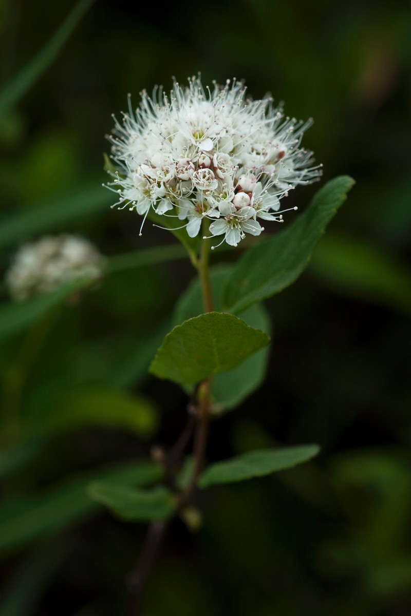 Beauverd Spirea photo 2