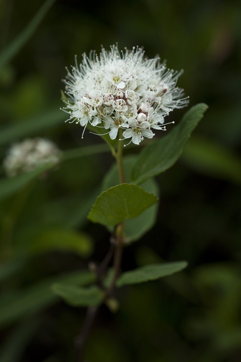 Beauverd Spirea