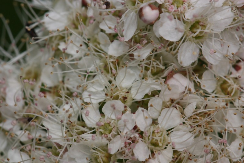 Beauverd Spirea photo 3