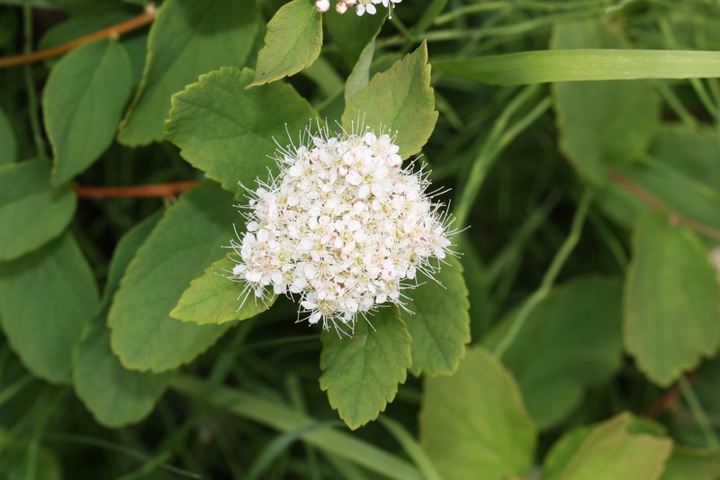 Beauverd Spirea photo 4
