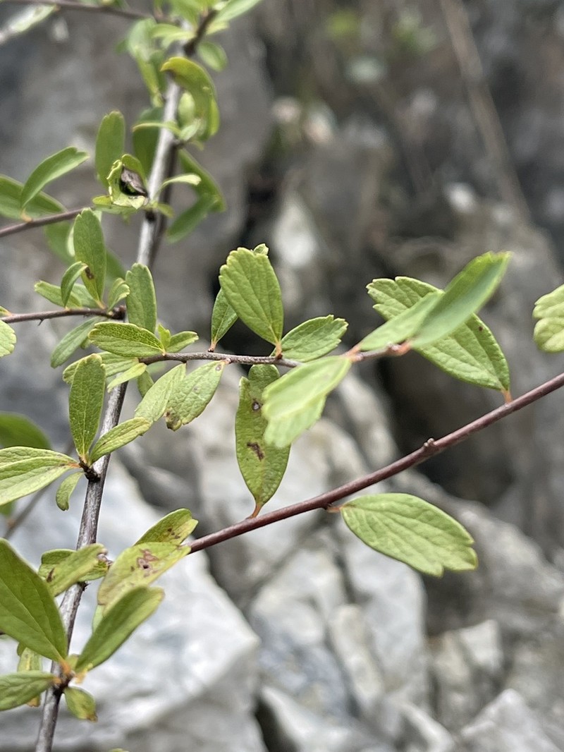 Spiraea tarokoensis