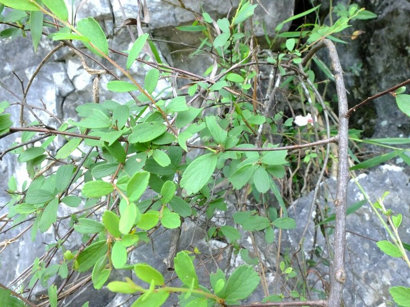 Spiraea tarokoensis photo 2