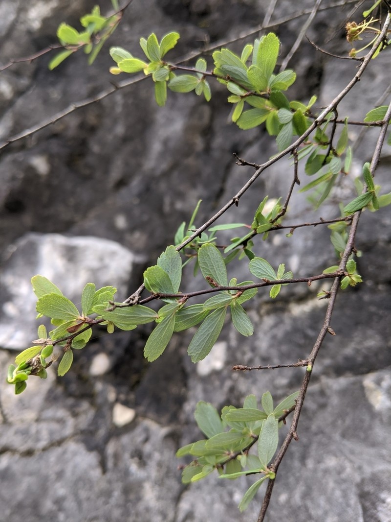 Spiraea tarokoensis photo 3