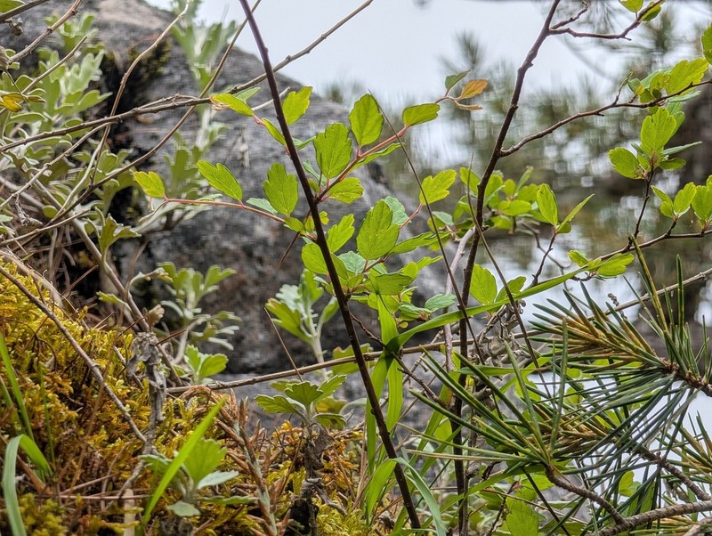 Spiraea tarokoensis photo 4