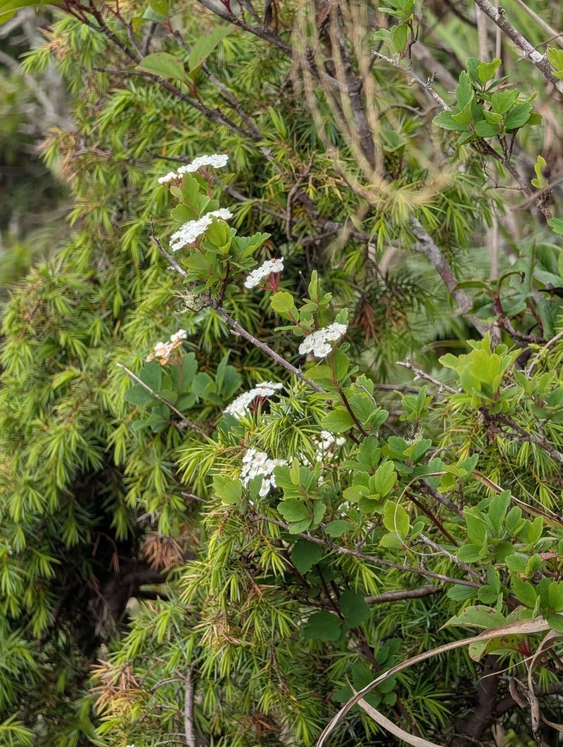 Spiraea tarokoensis photo 5