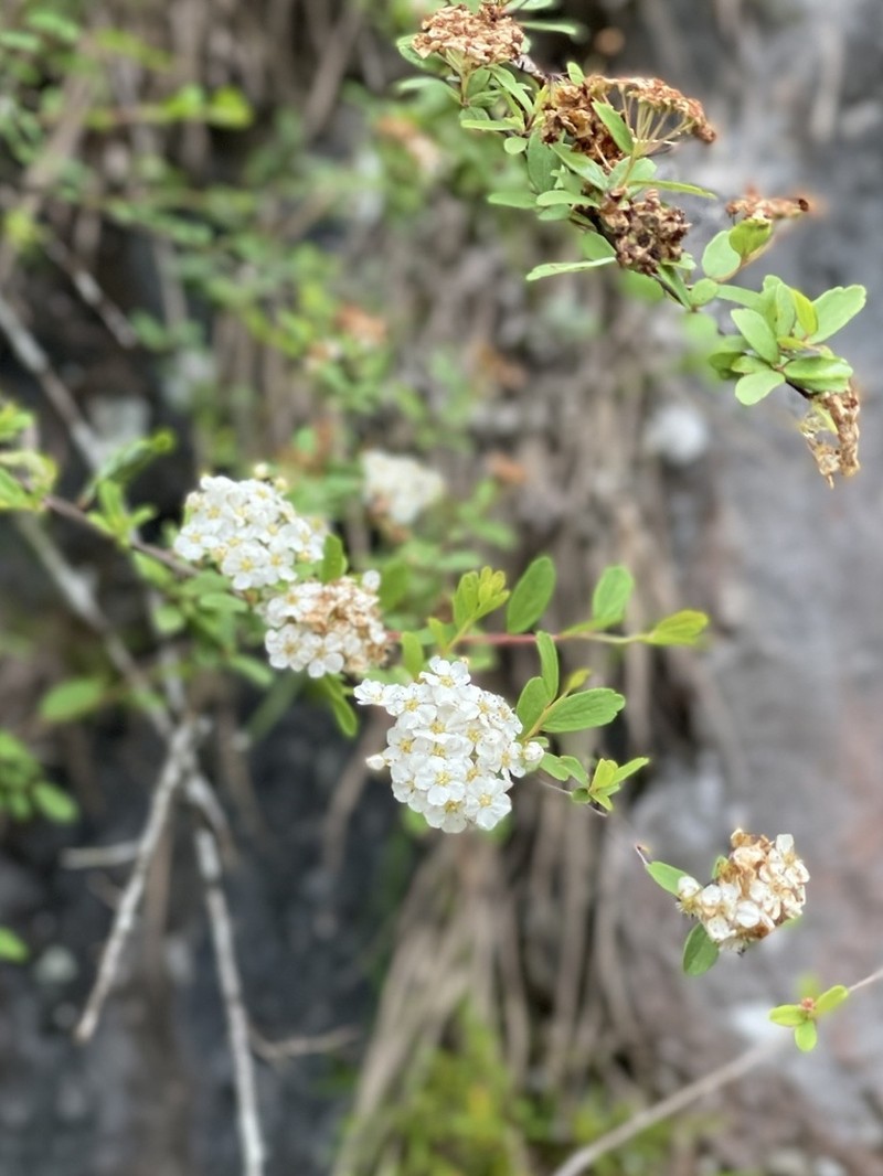 Spiraea tarokoensis photo 6