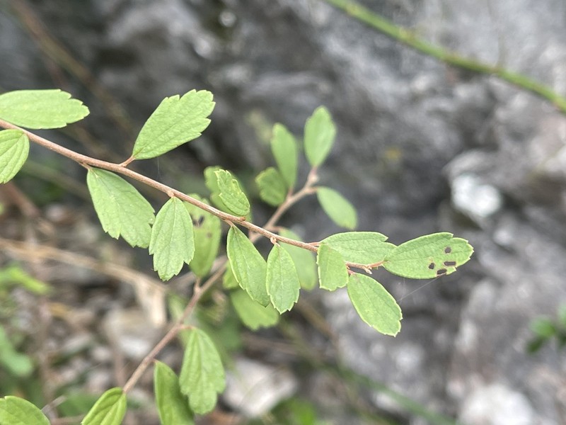 Spiraea tarokoensis photo 7