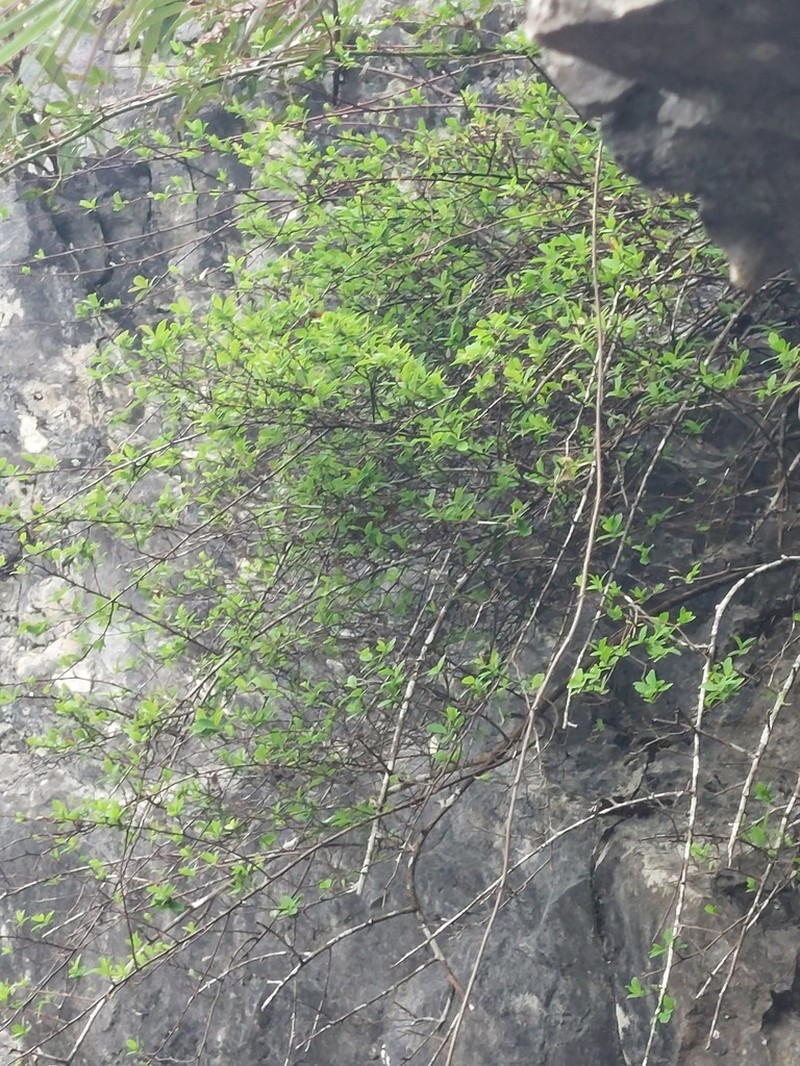 Spiraea tarokoensis photo 8