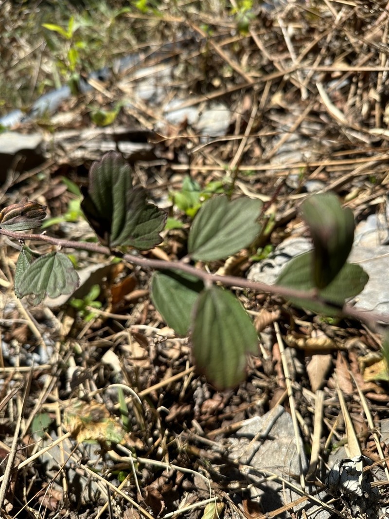 Spiraea tatakaensis