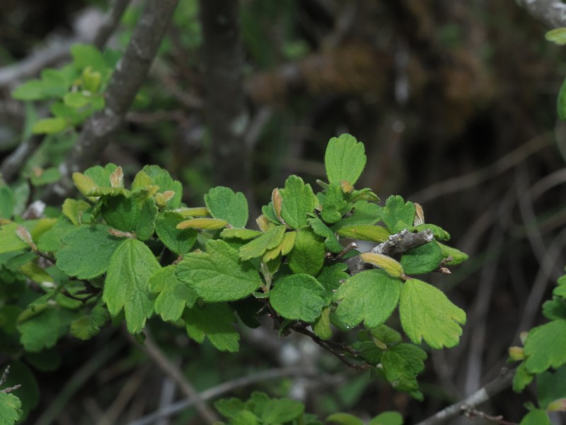 Spiraea tatakaensis photo 2