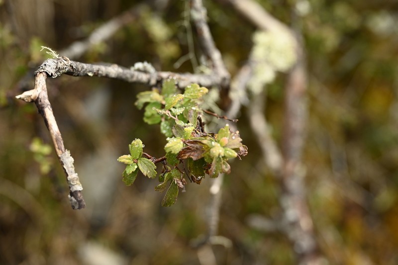 Spiraea tatakaensis photo 3