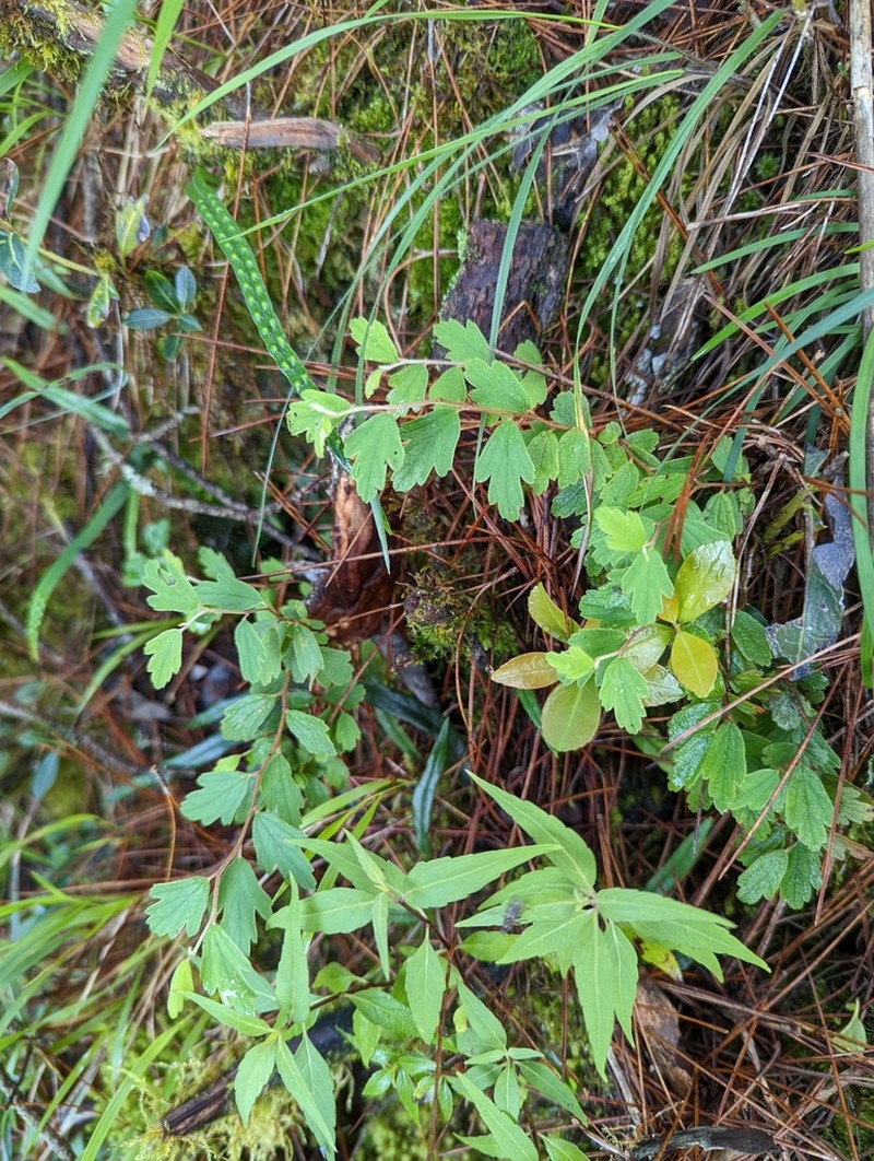 Spiraea tatakaensis photo 4