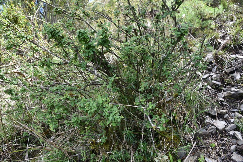 Spiraea tatakaensis photo 5