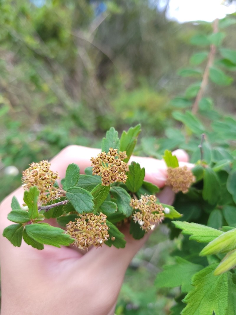 Spiraea tatakaensis photo 6