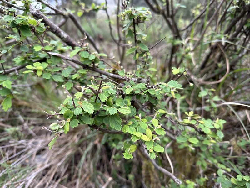 Spiraea tatakaensis photo 7