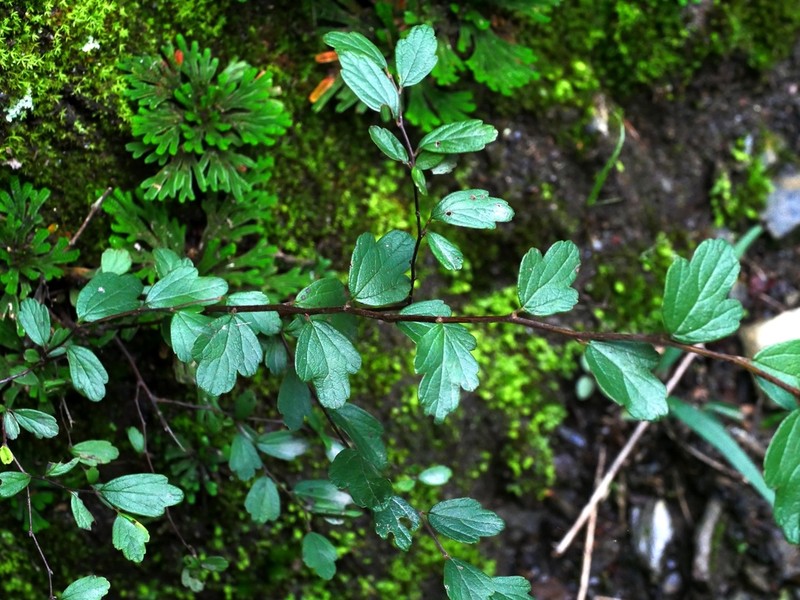 Spiraea tatakaensis photo 8