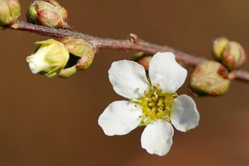 Thunberg's Meadowsweet photo 5