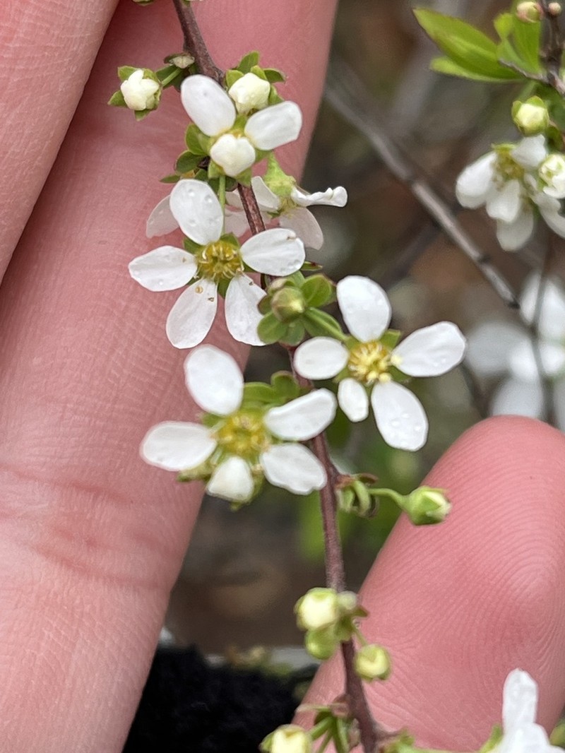 Thunberg's Meadowsweet photo 6