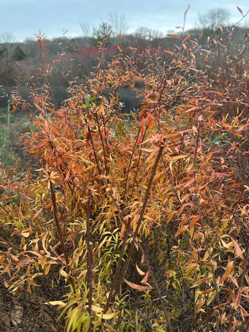 Thunberg's Meadowsweet photo 7