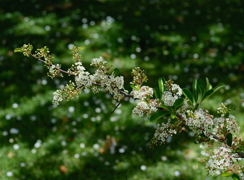 Thunberg's Meadowsweet photo 4