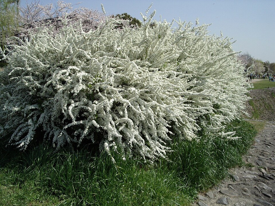 Thunberg's Meadowsweet photo 5