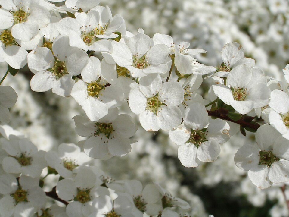 Thunberg's Meadowsweet photo 6