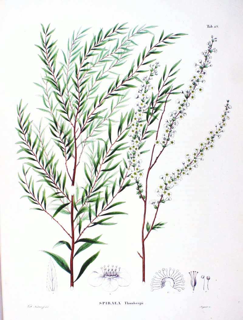 Thunberg's Meadowsweet photo 4