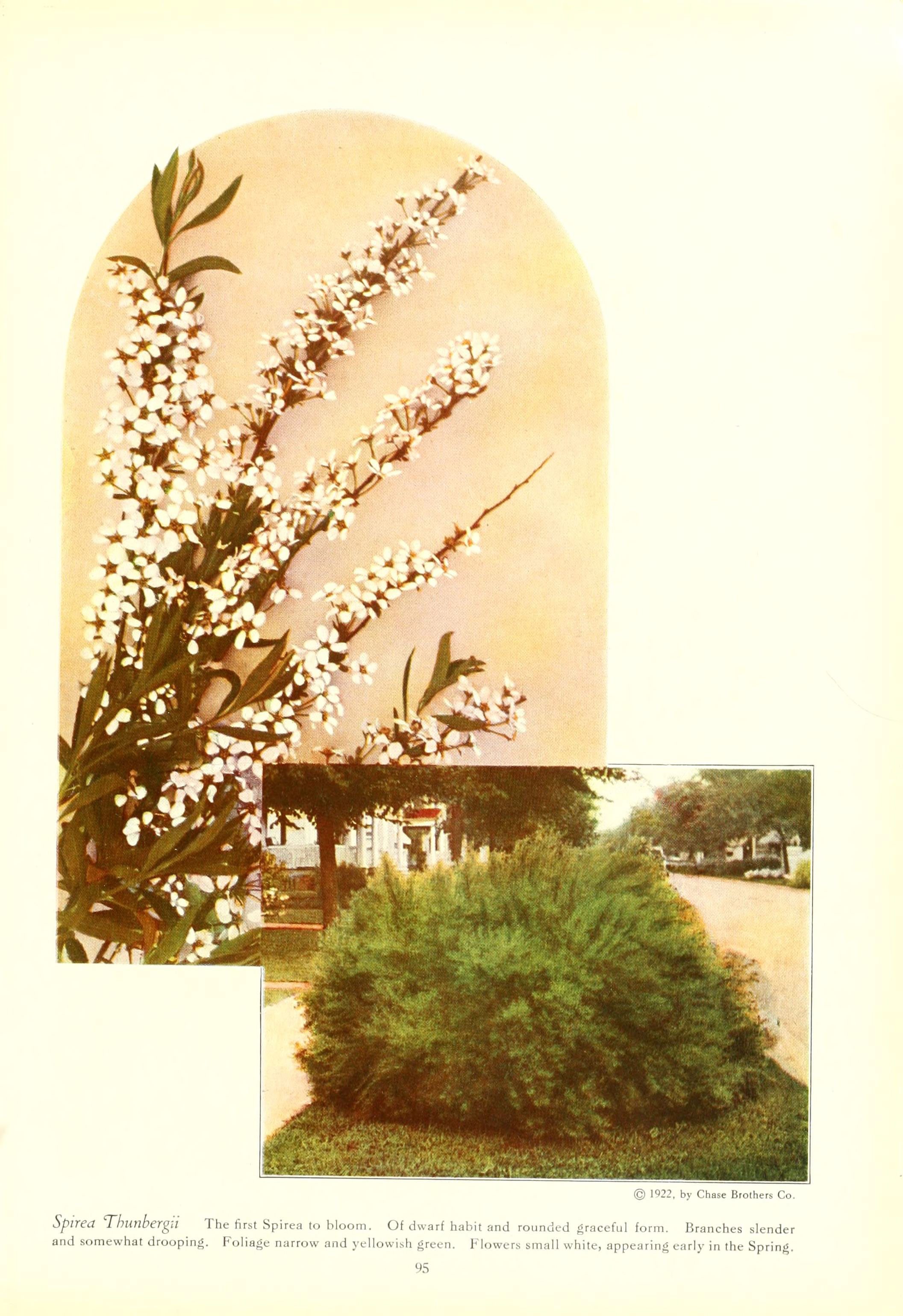 Thunberg's Meadowsweet photo 7
