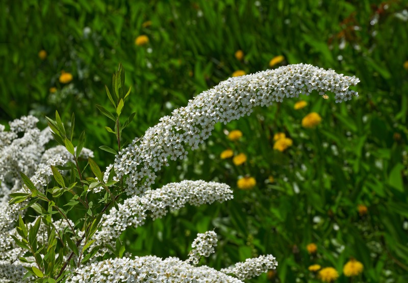 Thunberg's Meadowsweet photo 2