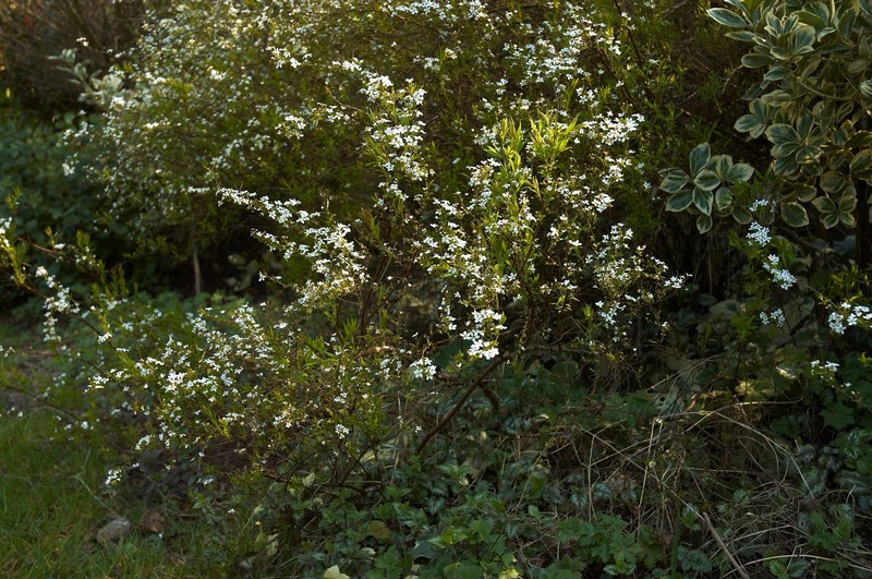 Thunberg's Meadowsweet photo 3