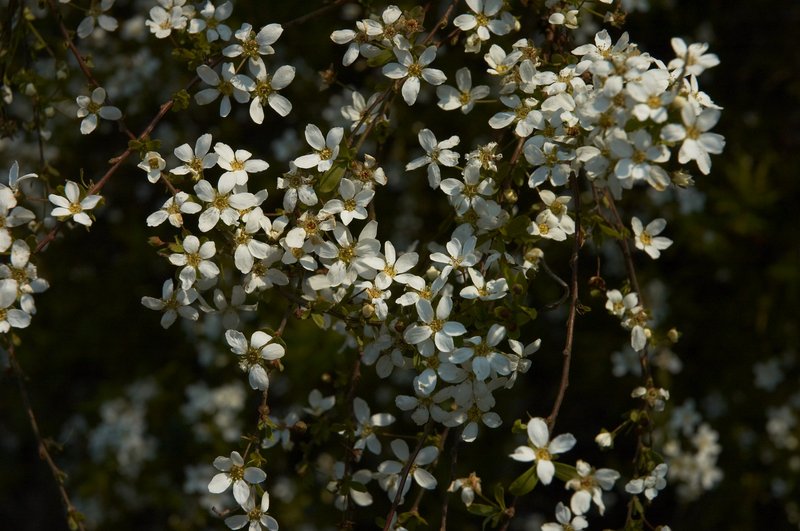 Thunberg's Meadowsweet photo 8