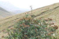 Spiraea tianschanica