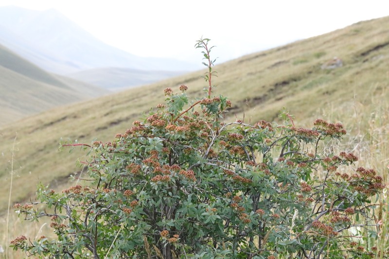 Spiraea tianschanica