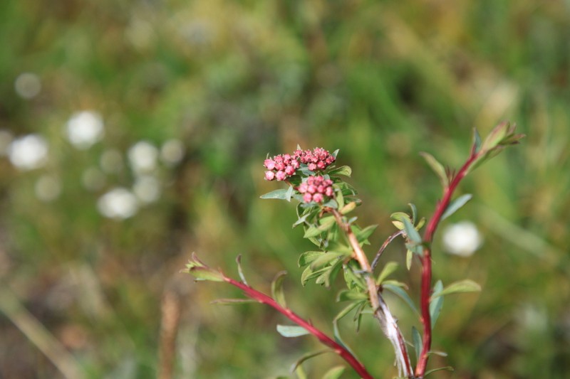 Spiraea tianschanica photo 2