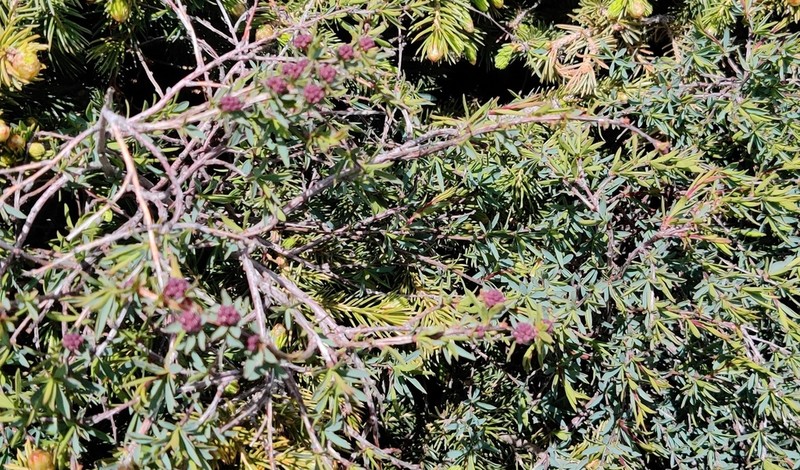Spiraea tianschanica photo 3
