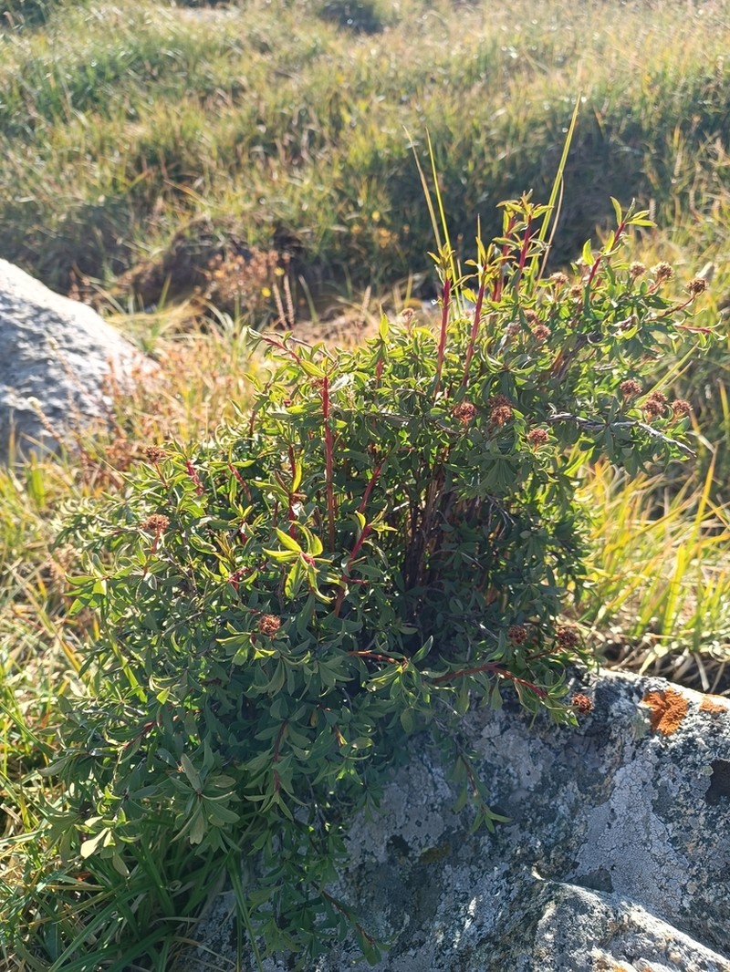 Spiraea tianschanica photo 4